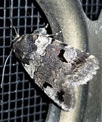 Thoracolopha flexirena