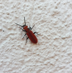 Cucujus cinnaberinus