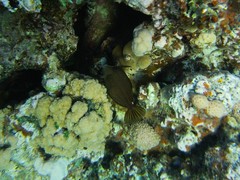 Cantherhines pardalis