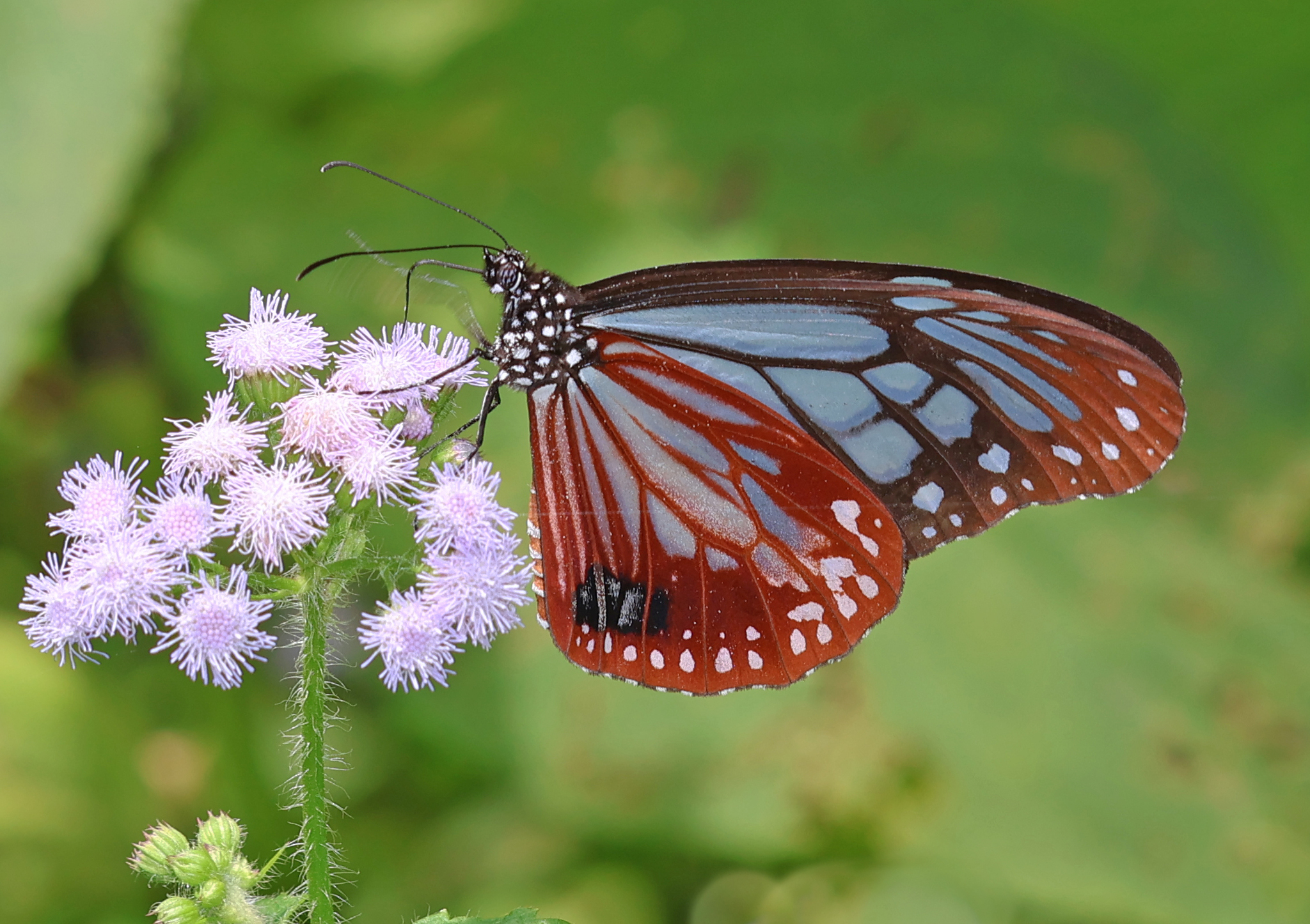 Chestnut Tiger