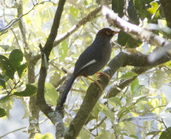 Pterorhinus treacheri