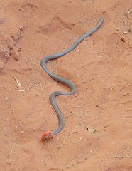 Diadophis punctatus regalis