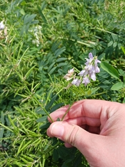 common milkpea