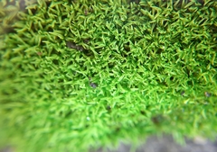 Pseudocrossidium revolutum