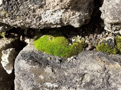 Pseudocrossidium revolutum