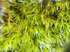Grimmia trichophylla
