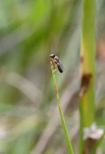 Cetema cereris
