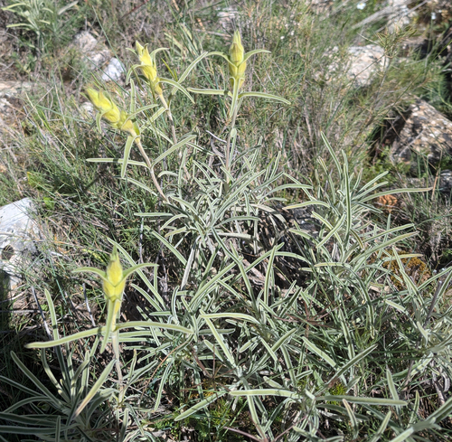 Avistamiento Phlomis lychnitis