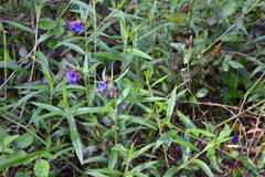 Aegonychon purpurocaeruleum
