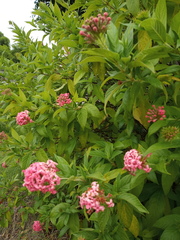 Arachnothryx leucophylla