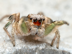 Habronattus virgulatus