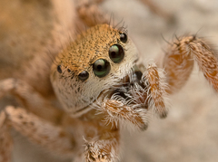 Habronattus virgulatus