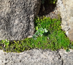 Encalypta streptocarpa