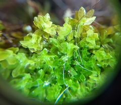 Encalypta streptocarpa