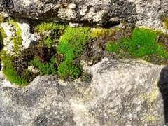 Pseudocrossidium revolutum