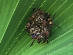 Polistes bahamensis