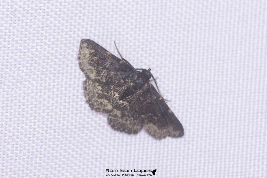 Prosoparia juno