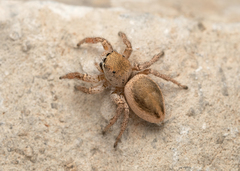 Habronattus virgulatus