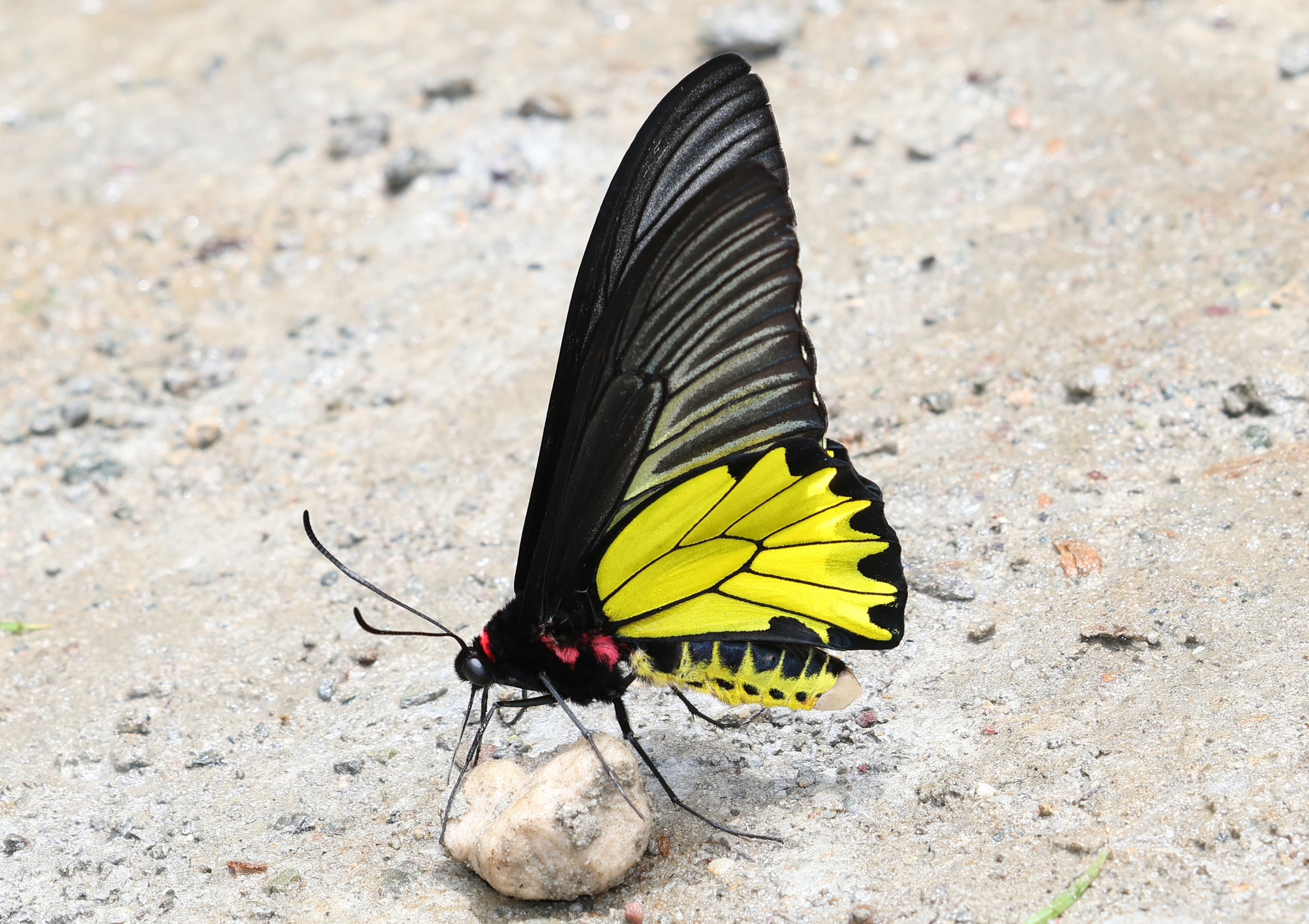 Golden Birdwing
