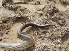Paraphimophis rusticus