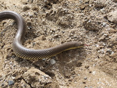 Paraphimophis rusticus
