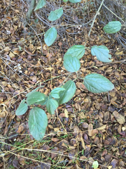 Ceanothus oliganthus