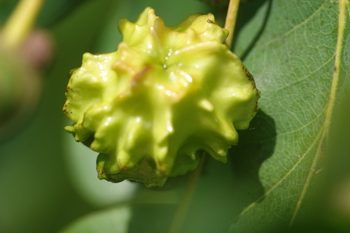 Knopper Gall Wasp, Alkmaar, Nederland, photo 5 of 10