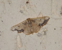 Idaea kendallaria