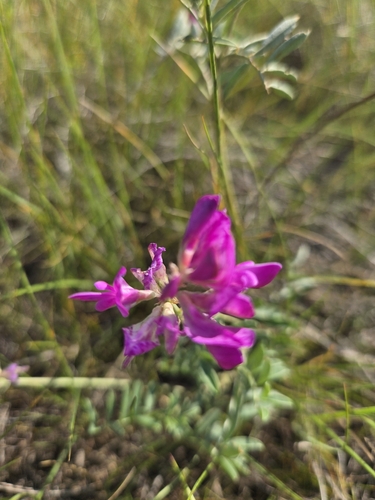 Boreal Sweet-vetch