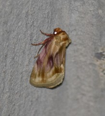 Chamaeclea basiochrea