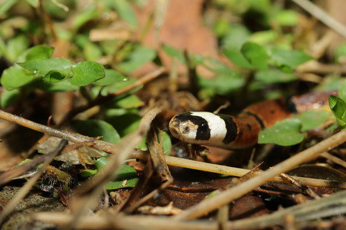 Swinhoe's Temperate Asian Coralsnake