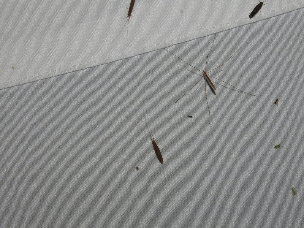 Dicranomyia longipennis