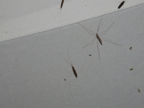 Dicranomyia longipennis