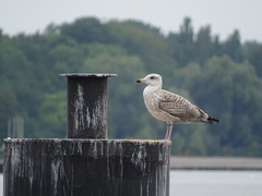 Larus argentatus