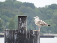 Larus argentatus