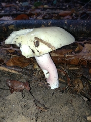 Russula violeipes