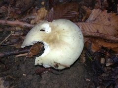 Russula violeipes
