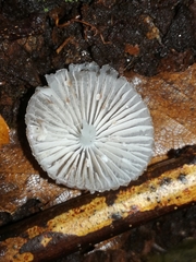 Russula violeipes