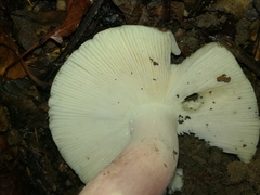 Russula violeipes