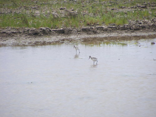 Avocette élégante, jeune