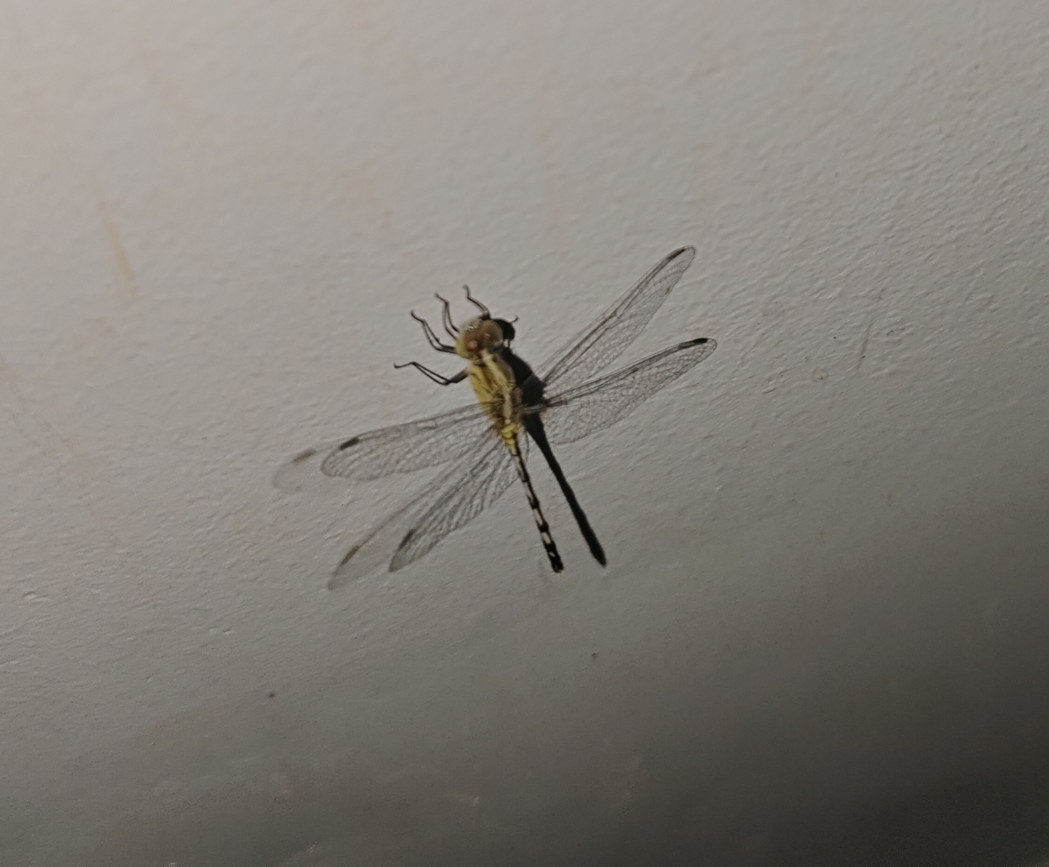 Long-Legged Marsh Glider