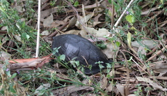 Kinosternon hirtipes