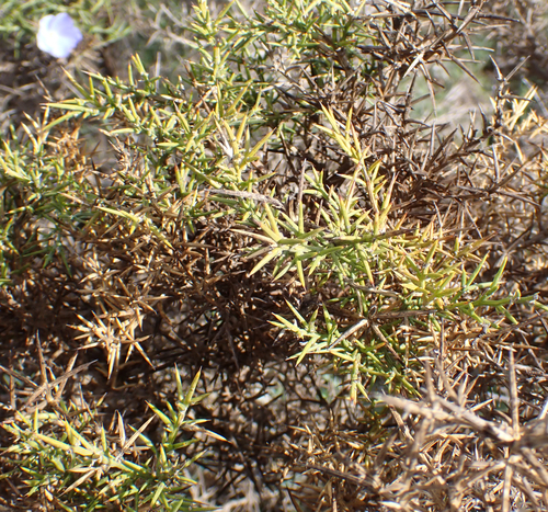 Avistamiento Ulex parviflorus
