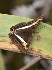 Adelpha corcyra collina