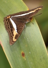 Adelpha corcyra collina