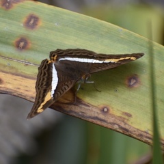 Adelpha corcyra collina