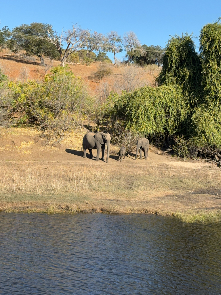 Loxodonta africana, , by katastrophe1