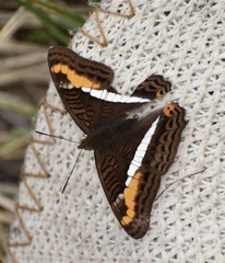 Adelpha corcyra collina