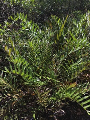 Acrostichum danaeifolium