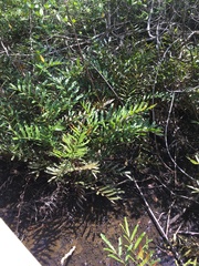 Acrostichum danaeifolium